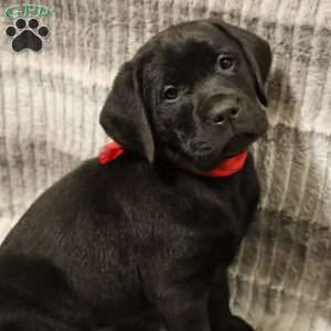 Henley, Yellow Labrador Retriever Puppy