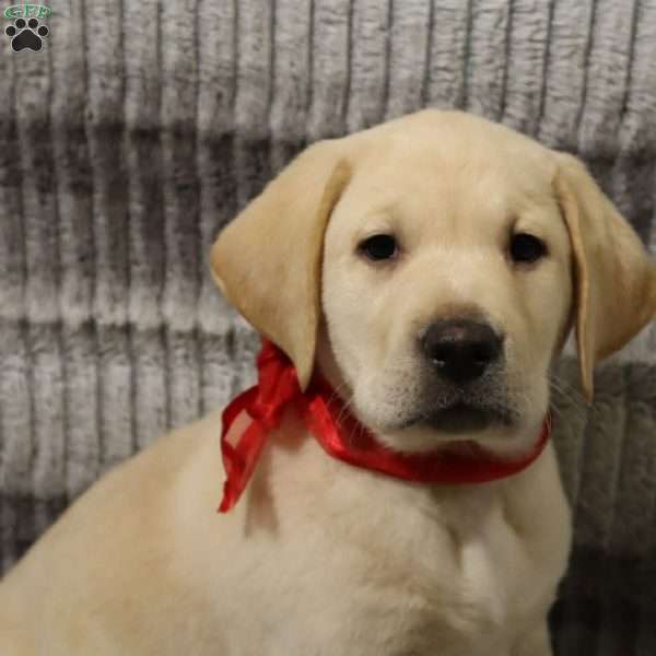 Houston, Yellow Labrador Retriever Puppy