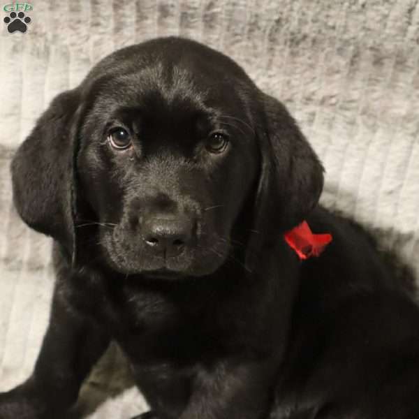Gavin, Black Labrador Retriever Puppy
