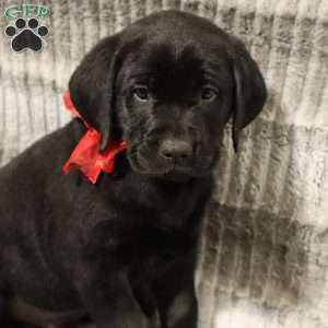 Henley, Yellow Labrador Retriever Puppy