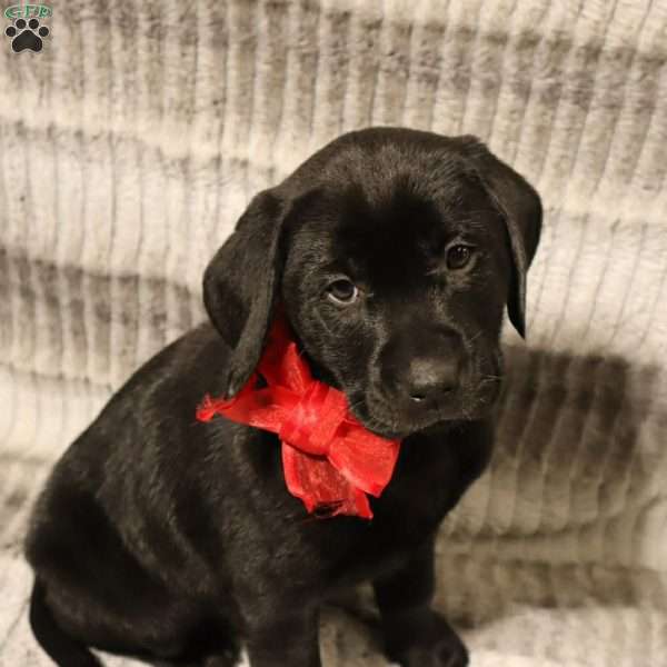 Harper, Black Labrador Retriever Puppy