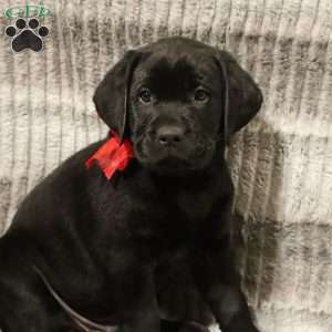 Henley, Yellow Labrador Retriever Puppy