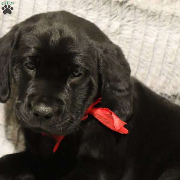 Gabby, Black Labrador Retriever Puppy