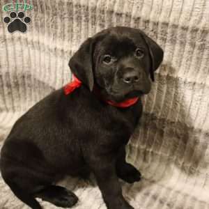 Henley, Yellow Labrador Retriever Puppy