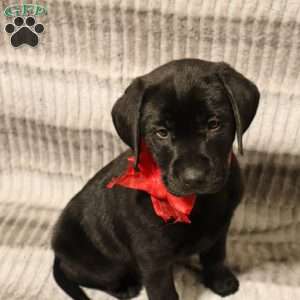 Harper, Black Labrador Retriever Puppy
