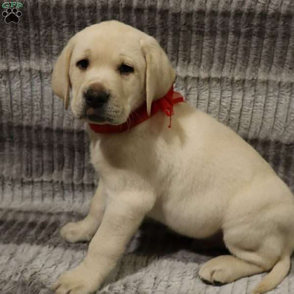 Harley, Yellow Labrador Retriever Puppy