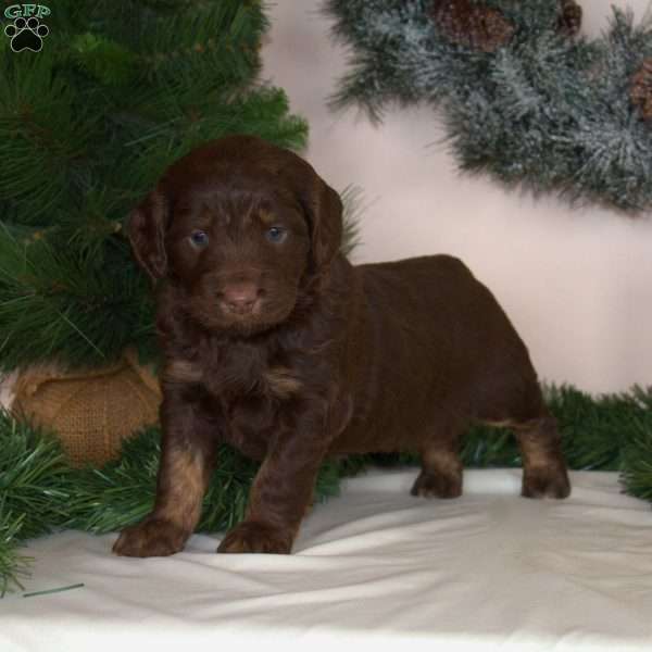Anna, Mini Aussiedoodle Puppy