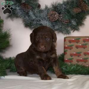 Anna, Mini Aussiedoodle Puppy