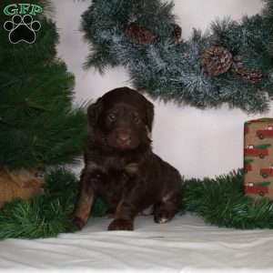 Anna, Mini Aussiedoodle Puppy