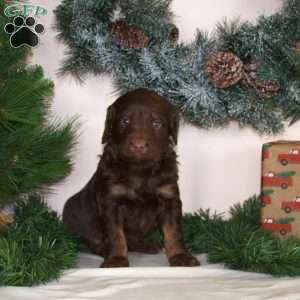 Anna, Mini Aussiedoodle Puppy