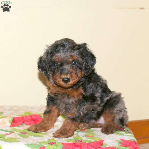 Beau, Miniature Poodle Puppy