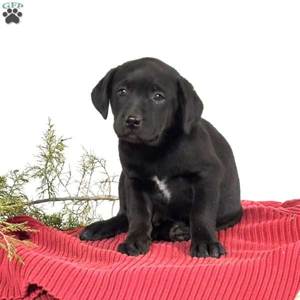 Bell, Blue Heeler Mix Puppy