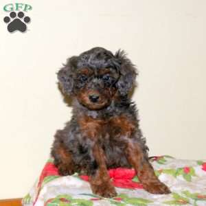 Benji, Miniature Poodle Puppy