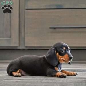 Buddy, Dachshund Puppy