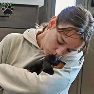 Buddy, Dachshund Puppy