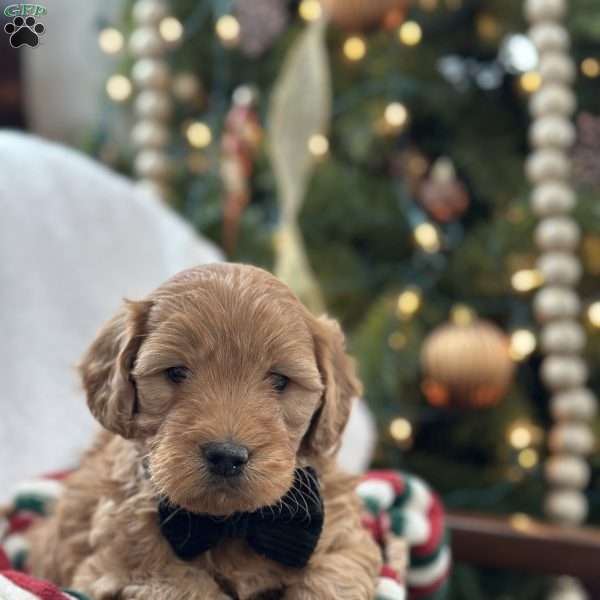 Buzz, Mini Goldendoodle Puppy