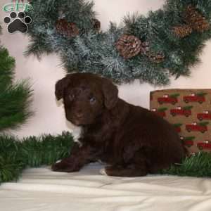 Buddy, Mini Aussiedoodle Puppy