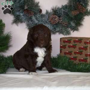 Buddy, Mini Aussiedoodle Puppy