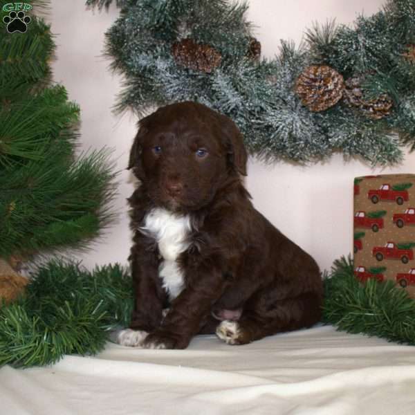 Buddy, Mini Aussiedoodle Puppy