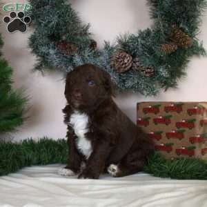 Buddy, Mini Aussiedoodle Puppy
