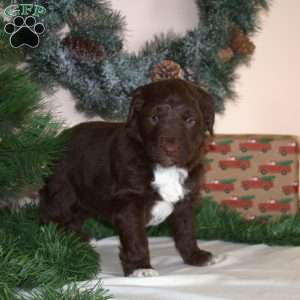 Buddy, Mini Aussiedoodle Puppy
