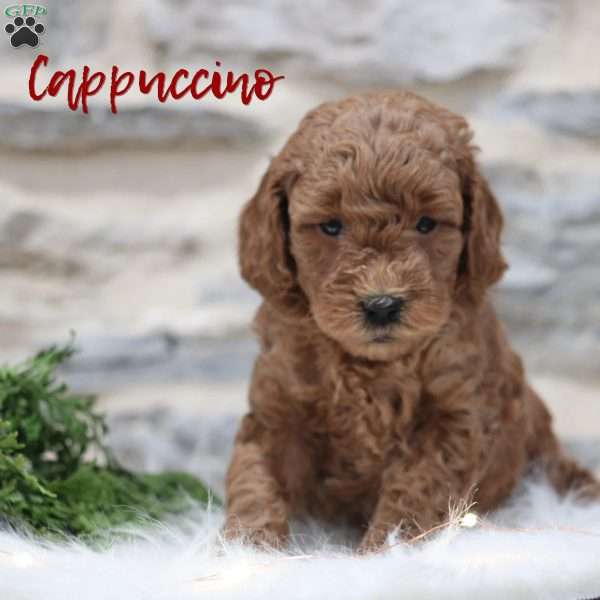 Cappuccino, Mini Goldendoodle Puppy