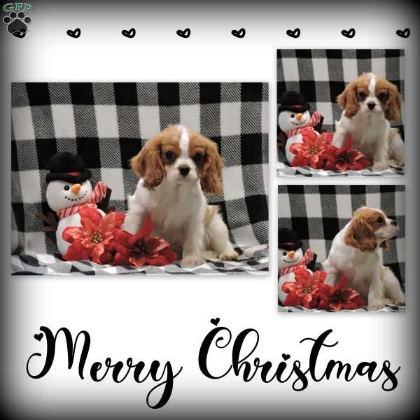 Zachary, Cavalier King Charles Spaniel Puppy