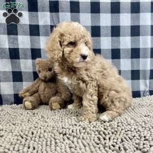 Patrick, Miniature Poodle Puppy