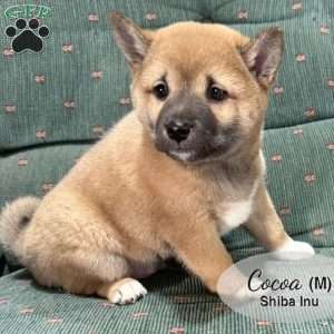 Cocoa, Shiba Inu Puppy