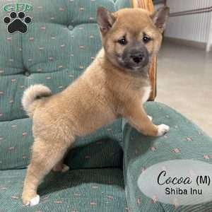 Cocoa, Shiba Inu Puppy