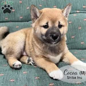 Cocoa, Shiba Inu Puppy