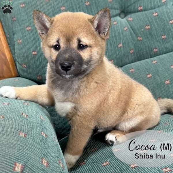 Cocoa, Shiba Inu Puppy