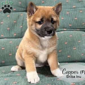 Copper, Shiba Inu Puppy