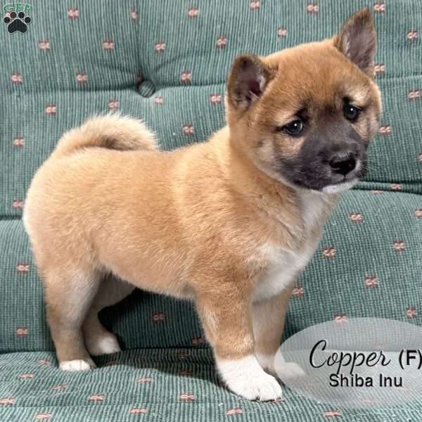 Copper, Shiba Inu Puppy