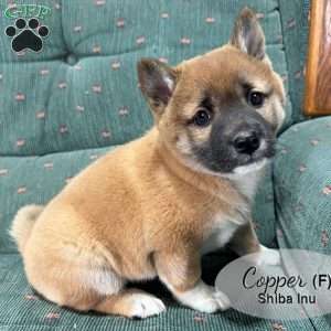 Copper, Shiba Inu Puppy