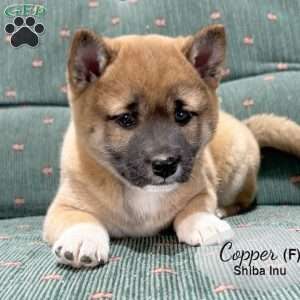 Copper, Shiba Inu Puppy