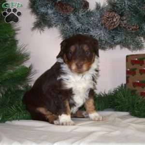 Cindy Lou, Mini Aussiedoodle Puppy