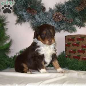 Cindy Lou, Mini Aussiedoodle Puppy