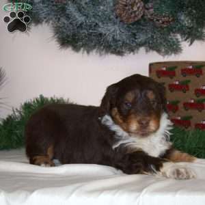 Cindy Lou, Mini Aussiedoodle Puppy