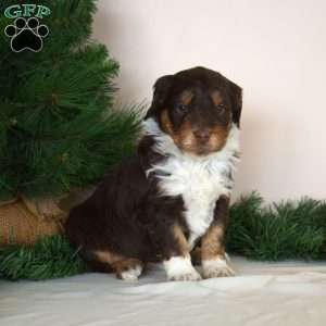 Cindy Lou, Mini Aussiedoodle Puppy