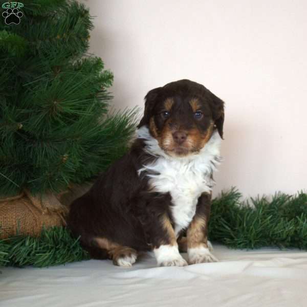 Cindy Lou, Mini Aussiedoodle Puppy
