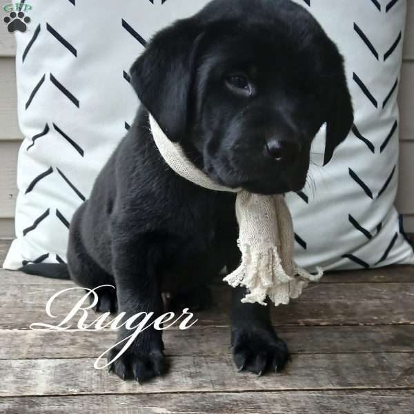 Ruger, Yellow Labrador Retriever Puppy