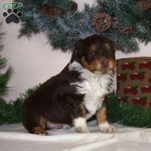 Cindy Lou, Mini Aussiedoodle Puppy