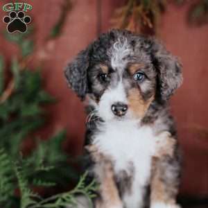 Denny, Mini Bernedoodle Puppy