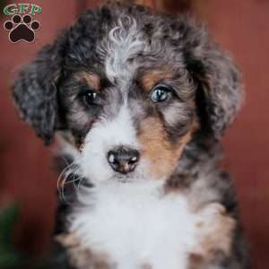 Denny, Mini Bernedoodle Puppy