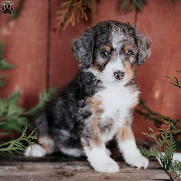 Denny, Mini Bernedoodle Puppy