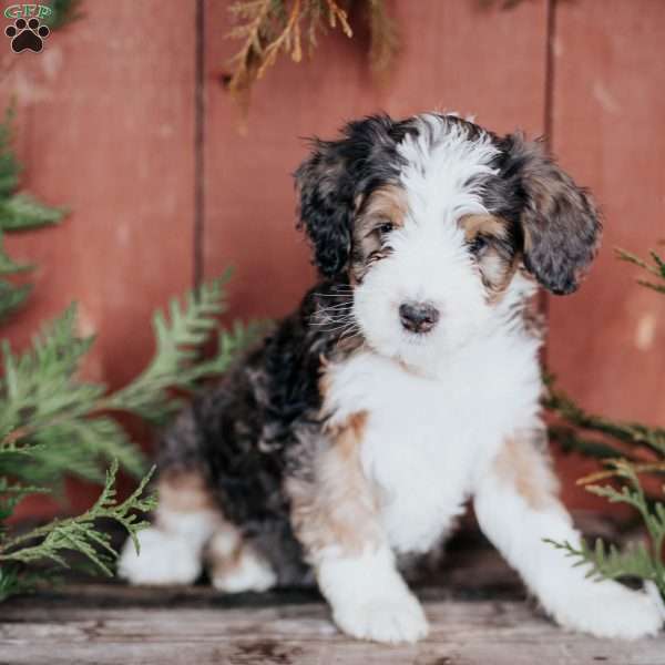 Danny, Mini Bernedoodle Puppy