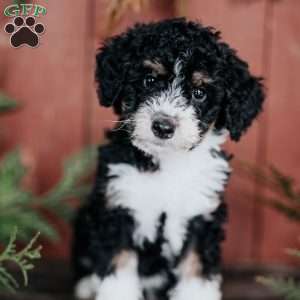 Dolly, Mini Bernedoodle Puppy