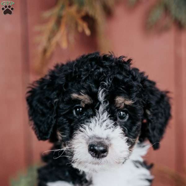 Dolly, Mini Bernedoodle Puppy