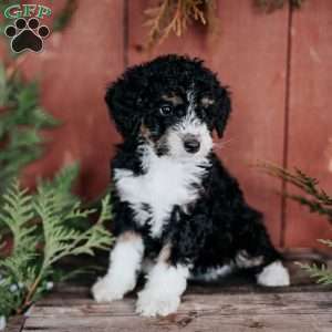Dolly, Mini Bernedoodle Puppy